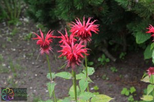 Monarda didyma